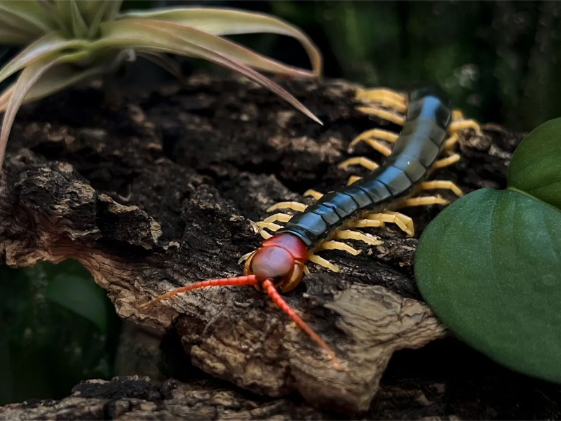 Wave Energy Can Provide Utility Scale Power Production And Works Very Well ... Of Ocean And Sea Waves And Use It To Create Energy – Usually Electricity. 2023 02 14T222752.342