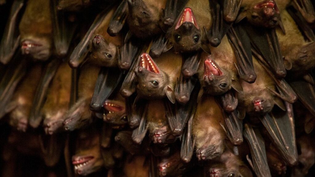 A group of biologists from the University of Glasgow, working with colleagues from different Institutes in the nation of Peru, found that eliminating bat colonies after an outbreak of cattle rabies is not an efficient way to stop the spread of the disease.