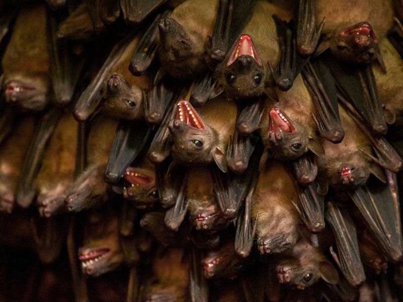 Eliminating Bats After a Rabies Outbreak is a Poor Method Of Preventing Livestock Loss