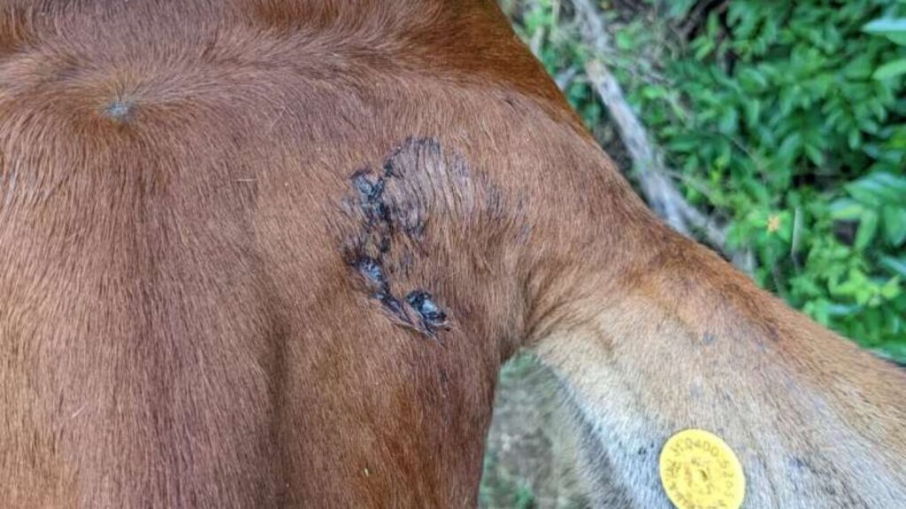 Bat bite on cow, showing dried blood.