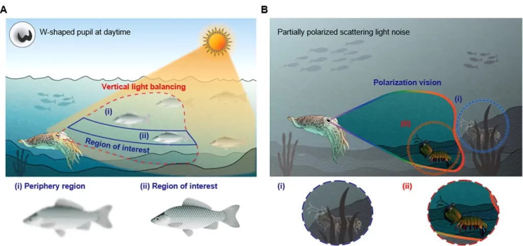 Using The Cuttlefish E 1 1024x481