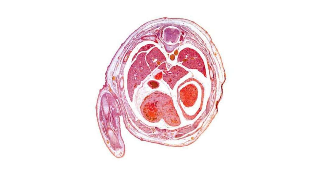 A light micrograph of a section through the thorax of a mouse embryo, which shows left–right asymmetry. RIKEN researchers have discovered how cilia detect fluid flow, which eventually leads to this asymmetry.