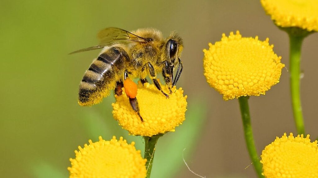 Um avanço revolucionário na robótica em miniatura foi alcançado com o desenvolvimento de um novo robô, carinhosamente chamado de Bee++.