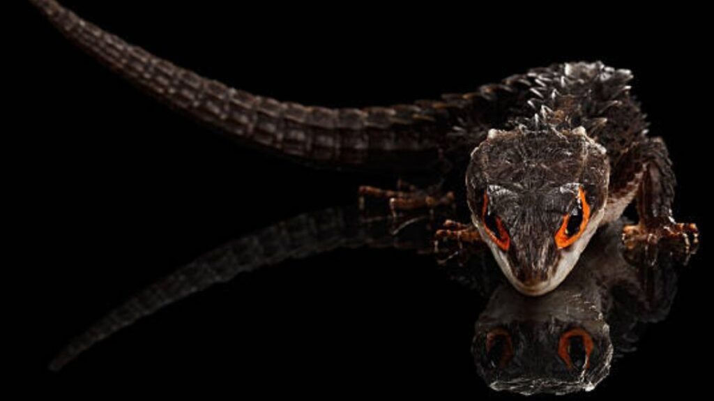 Researchers have made a significant discovery regarding an ancient and extinct species of skink. The findings, reveal that this prehistoric skink was considerably larger in size compared to any skink species currently in existence.  