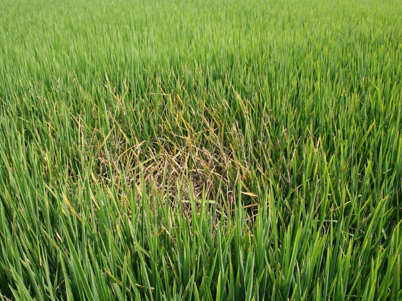 Genome Editing Used to Create Disease-Resistant Rice