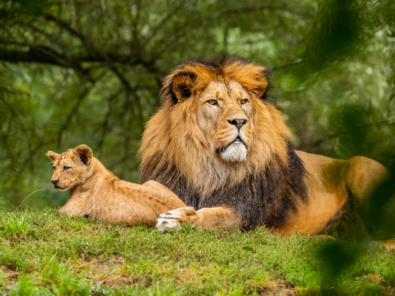 Human Activities Impose Wildlife Impact in Protected Zones, Study Finds