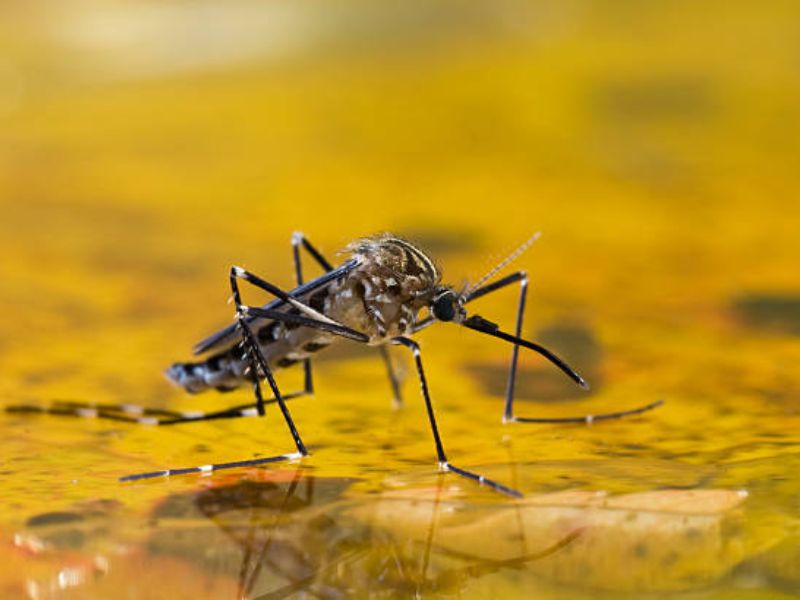 New Genetic Tech Developed to Combat Malaria-Transmitting Mosquitoes