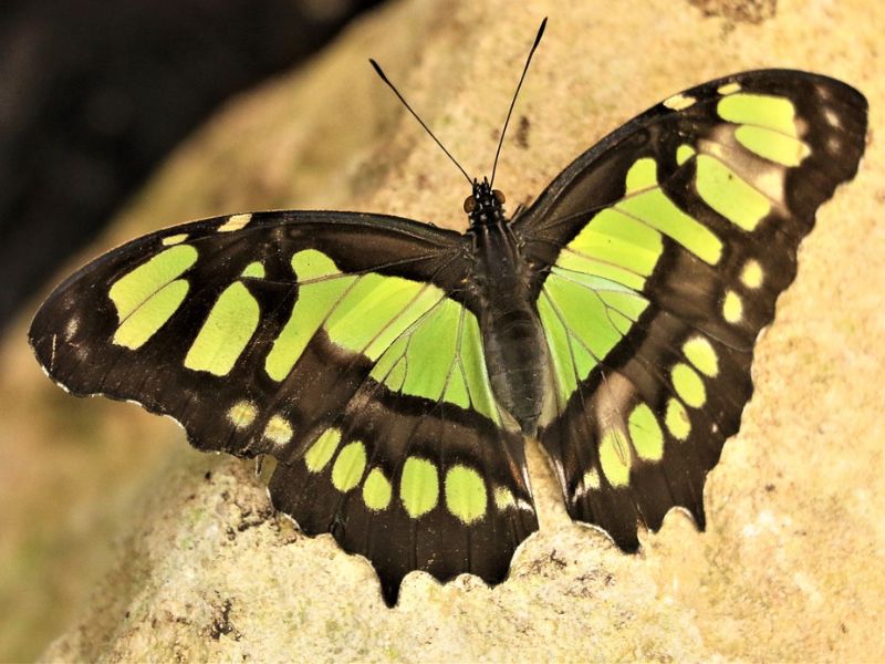 Butterfly Flight Sparks Researchers to Seek Novel Approaches for Generating Force and Electricity
