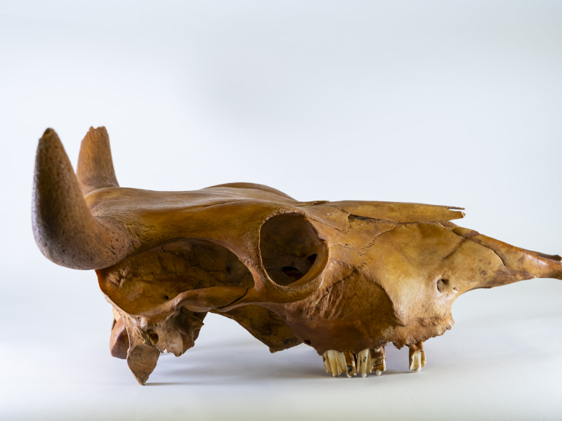 Ancient DNA: African-Origin Cattle