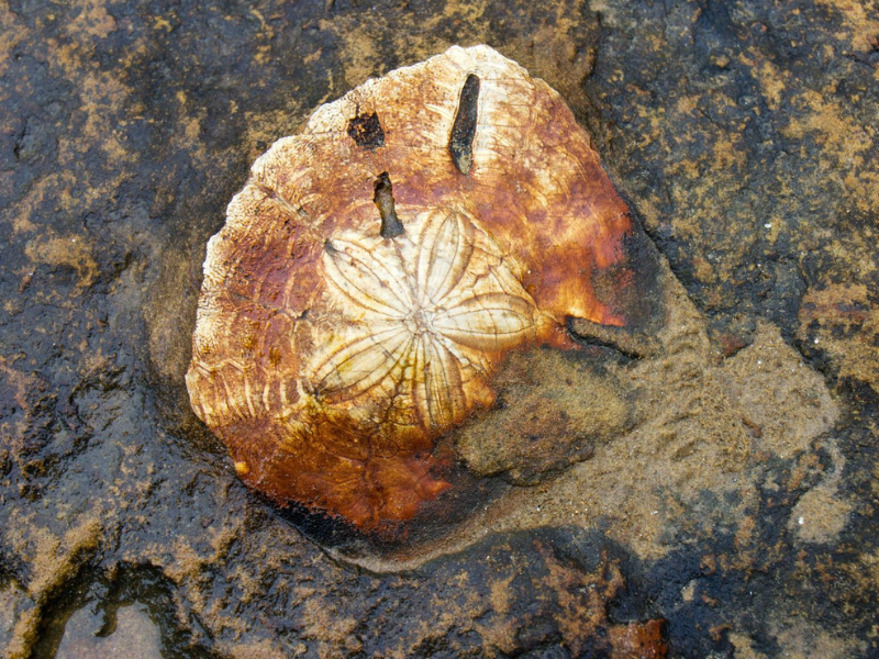 Fossil spines reveal the deep sea