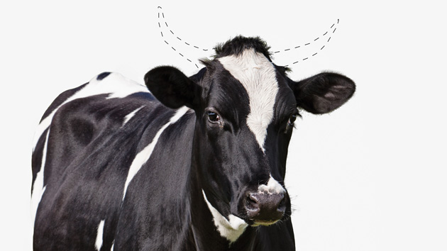 Altering animal cells genetically