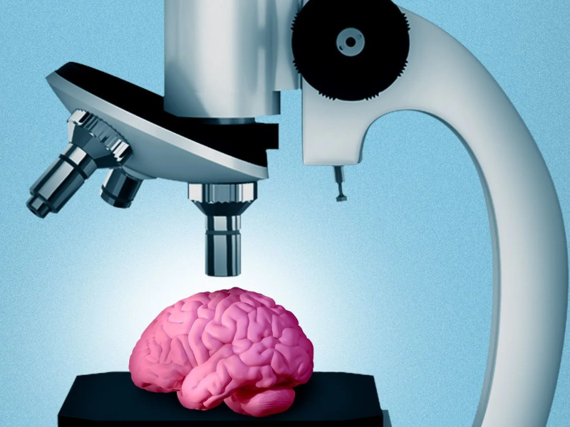 Brain cell maps revealed