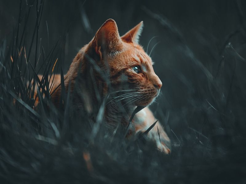 Cat Parasite Linked to Age-Related Frailty