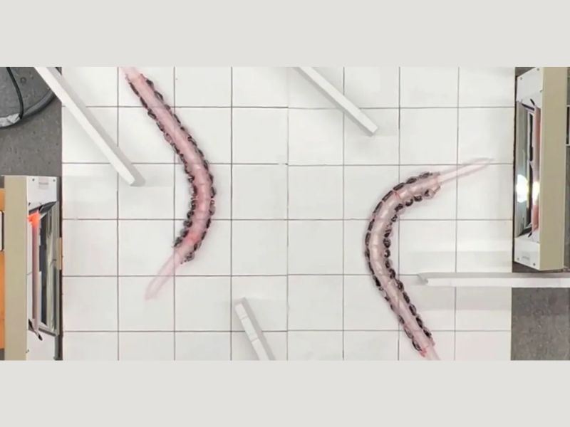 Self-Driven Bioinspired Crawler Vine Seeks Light and Heat