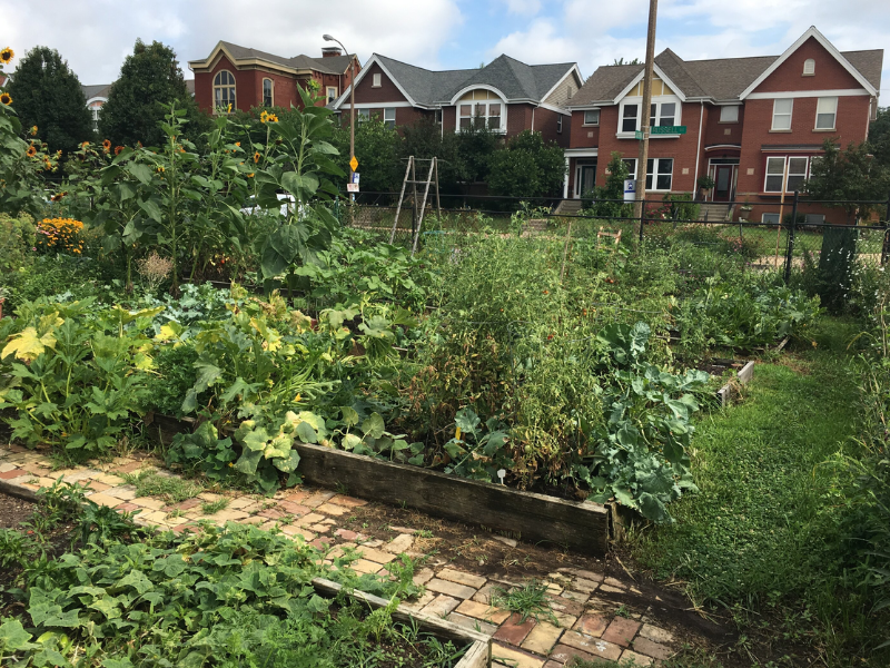 Urban agriculture expansion: Research team details plan