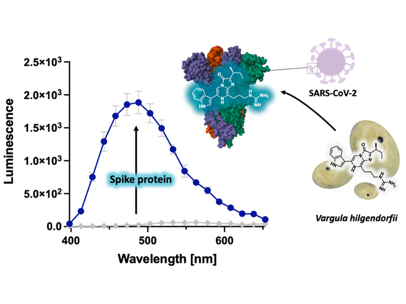 Journal Of Functional Foods. 19