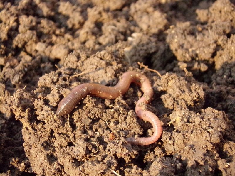 Study Alerts to Imminent Alien Earthworm Invasion