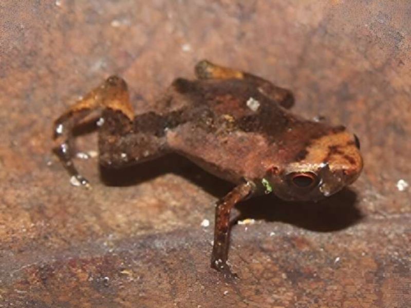 The Flea Toad May be the Tiniest Vertebrate on Earth