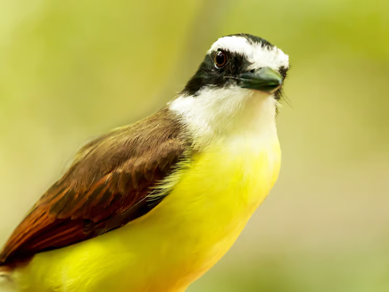 Bird Dreams: A Peek into Avian Sleep Patterns