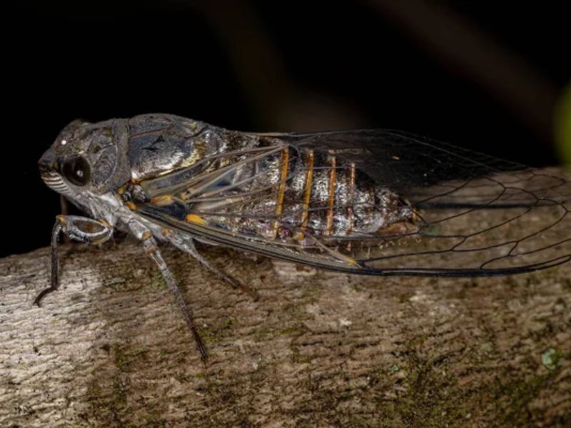 Design Sem Nome 2024 04 18T230302.459