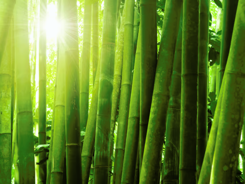 Bamboo, Transparent and Fire/Water-Resistant, Offers Glass Alternative