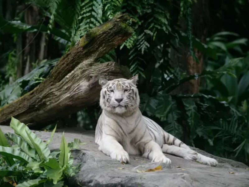 Design Sem Nome 2024 06 10T201130.042