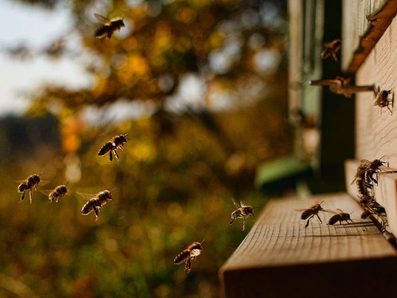 Httpscdn.pixabay.comphoto201905031555leaves 4176219 1280 1.jpg 4 1