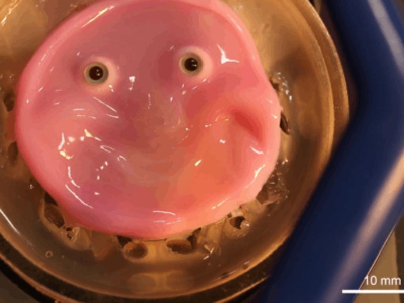 Httpscdn.pixabay.comphoto201905031555leaves 4176219 1280 1.jpg 5 1