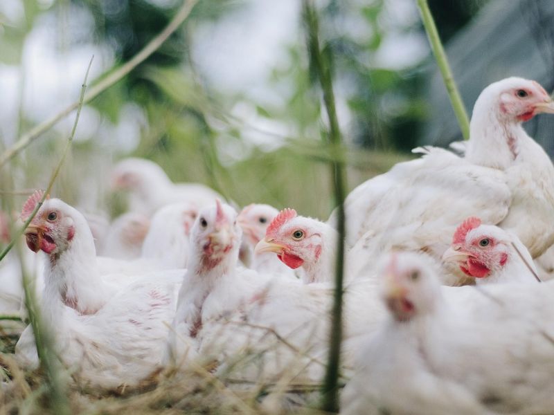 Bird Flu Infects Five in Colorado, Possibly from Cows to Poultry