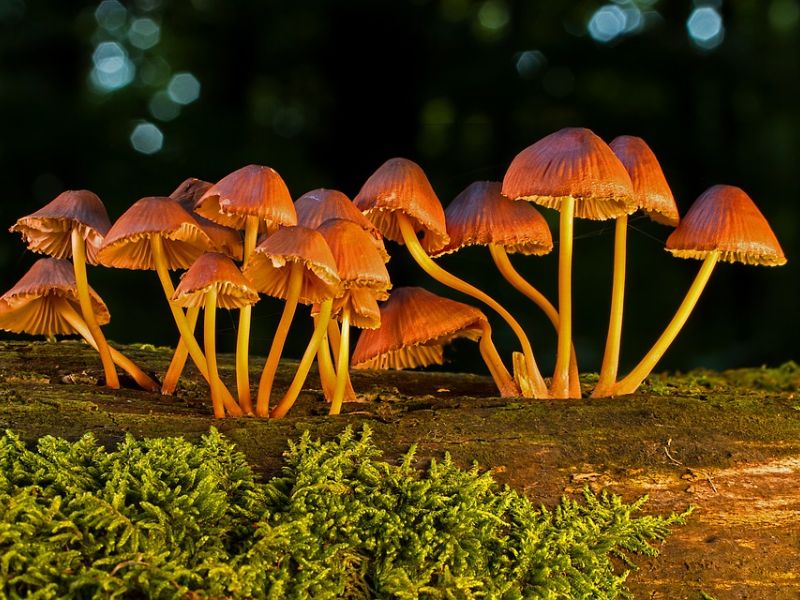 Httpscdn.pixabay.comphoto201905031555leaves 4176219 1280.jpg 15