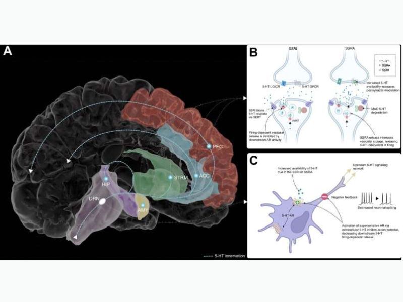 Serotonin Affects How People Learn From and React to Negativity