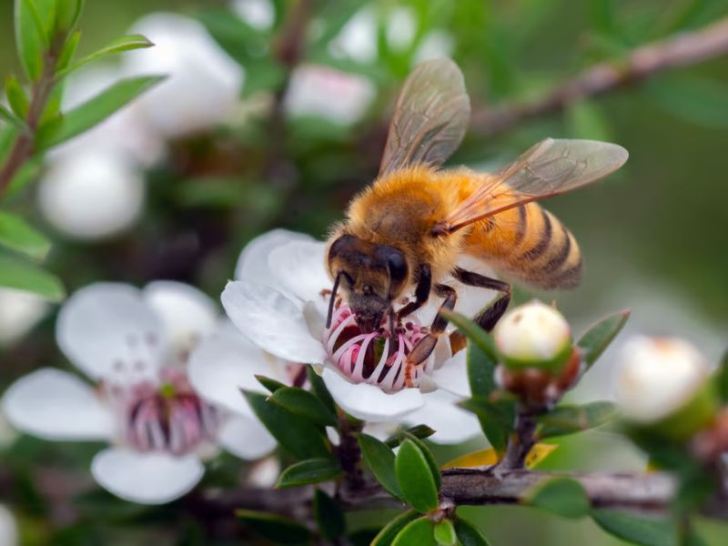 Preliminary Studies Suggest Manuka Honey Reduces Breast Cancer Cell Growth by 84%