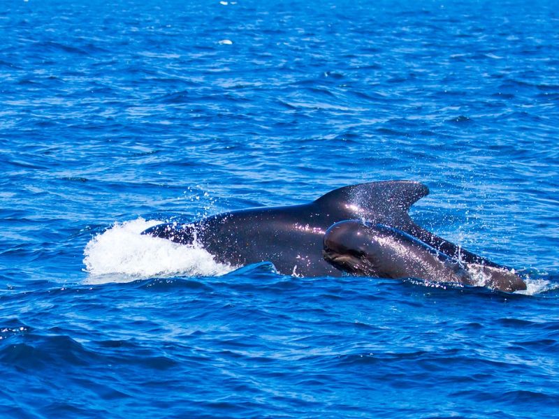 Design Sem Nome 2024 09 26T155411.407