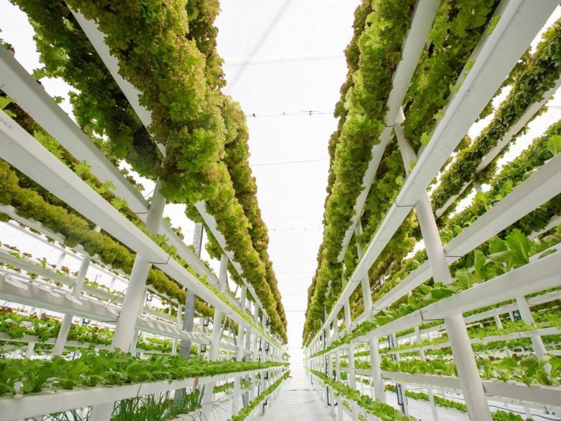 Sustaining the Future: How Vertical Farming Could Revolutionize Food Production