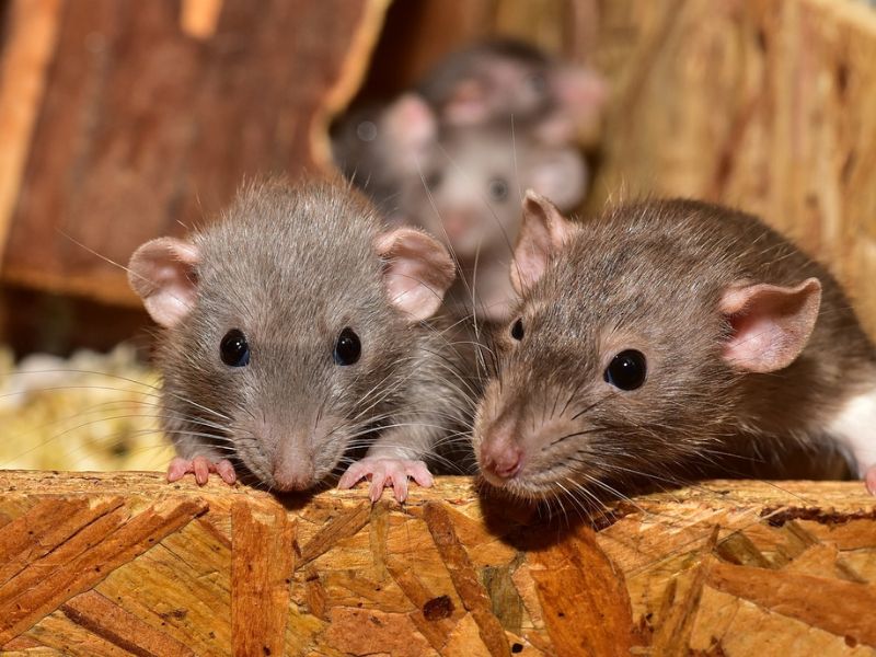 Design Sem Nome 2024 10 14T082211.680