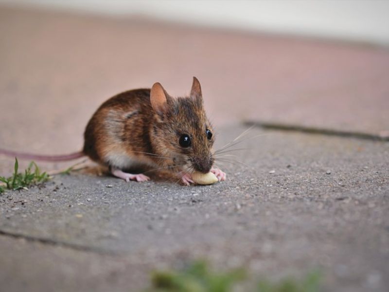 Mouse Created Using Gene Older Than Animal Life
