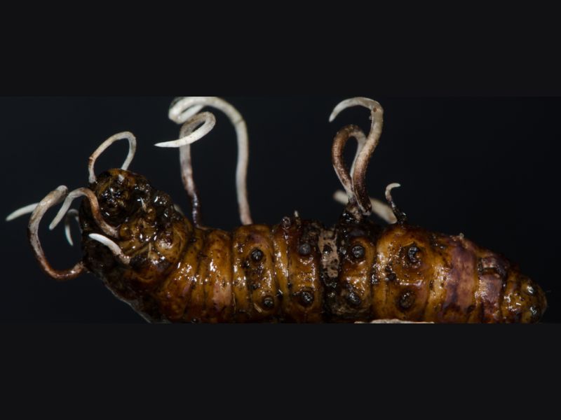 The Last of Us: Could Fungi Trigger a Zombie Apocalypse?