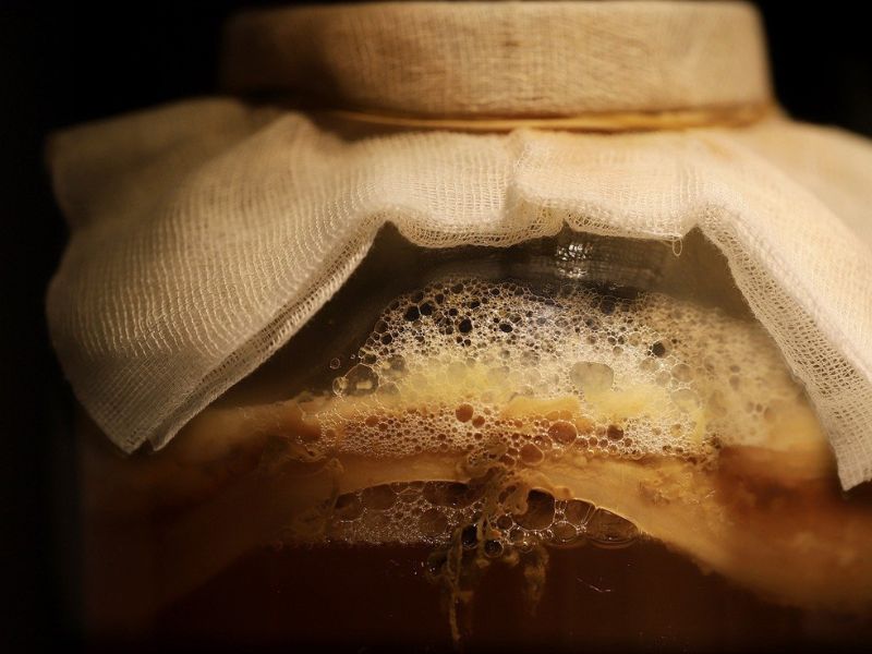 Kombucha Microbes Mimic Fasting by Breaking Down Fat Stores Effortlessly