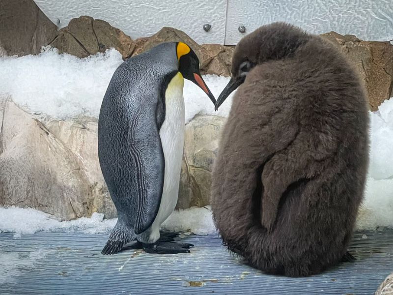 50-pound king penguin chick Pesto unexpectedly becomes a global sensation