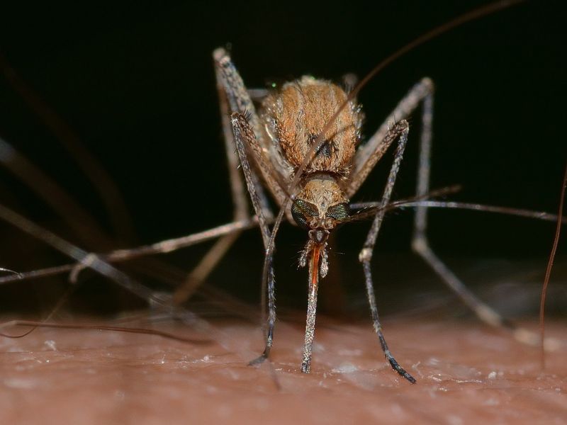 Mosquito Bites Successfully Used to Deliver Vaccines