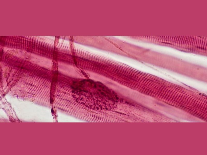 Why Preserving Muscle Mass Is Crucial for Healthy Aging