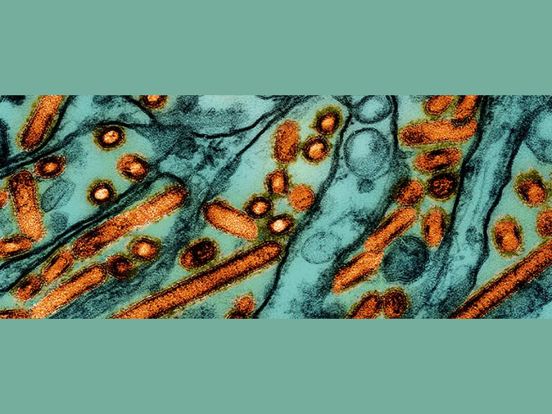 First Severe Human Case of Bird Flu Reported in the U.S.