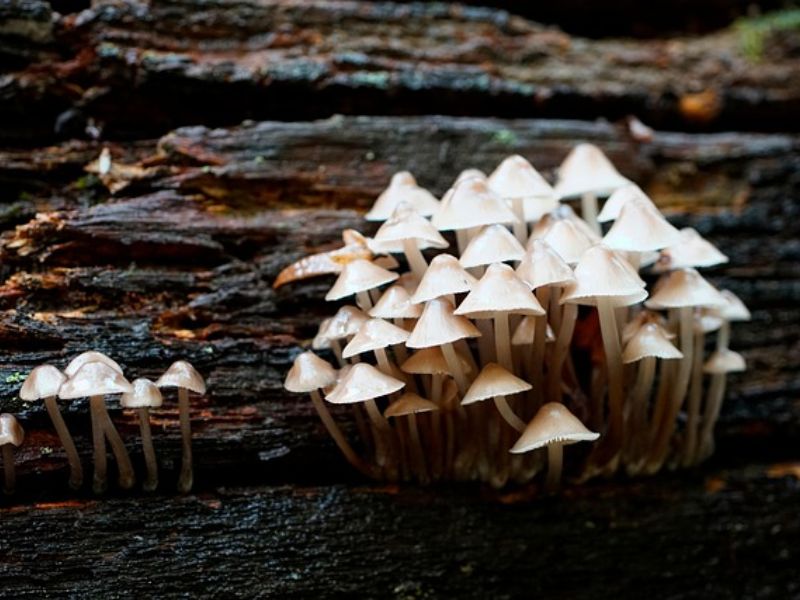Study Finds That Common Mushroom Fiber Could Help Protect Against the Flu