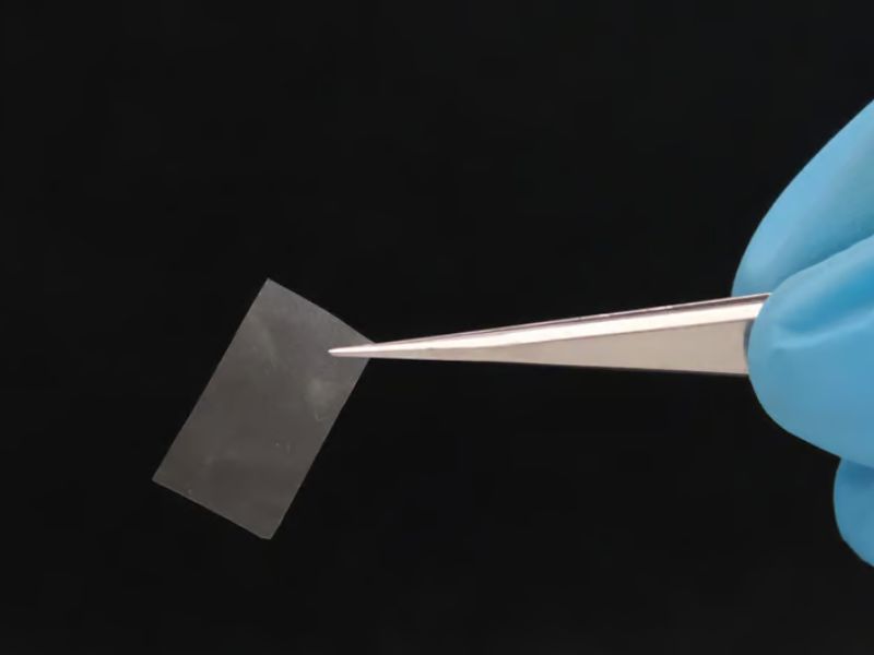 New Fungus-based Material is Biodegradable, Edible… and Alive