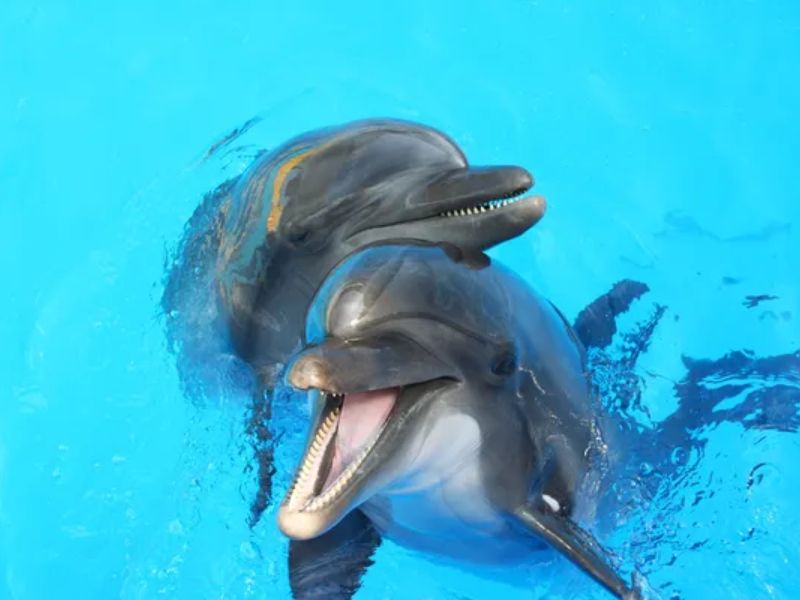 Dolphins Create Their Own “Names” That May Carry Hidden Information