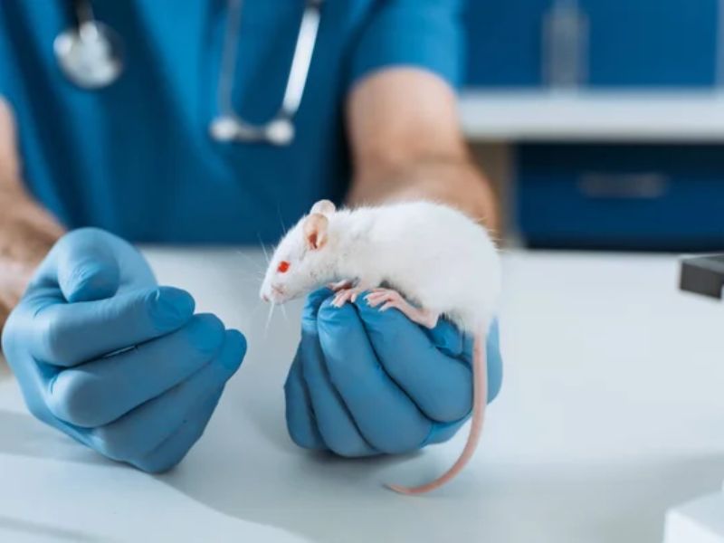 Anti-Aging Cocktail Increases Mouse Lifespan by About 30%