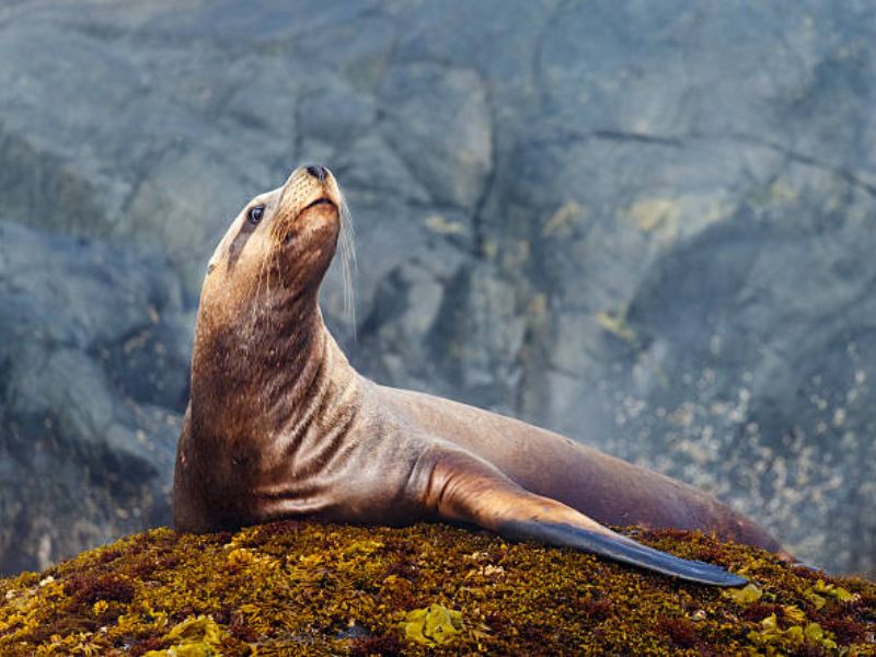 This Sea Lion Has Better Rhythm Than Many People