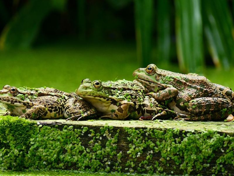 Males To Blame: Only 1.4% Of Female Frog Calls Are Known