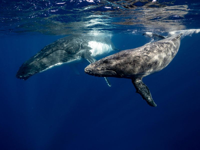 Why Whale Urine Plays A Crucial Role In Marine Life