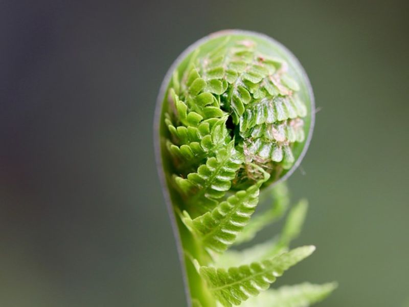 Ferns Could Potentially Return To An Earlier, More Basic Form
